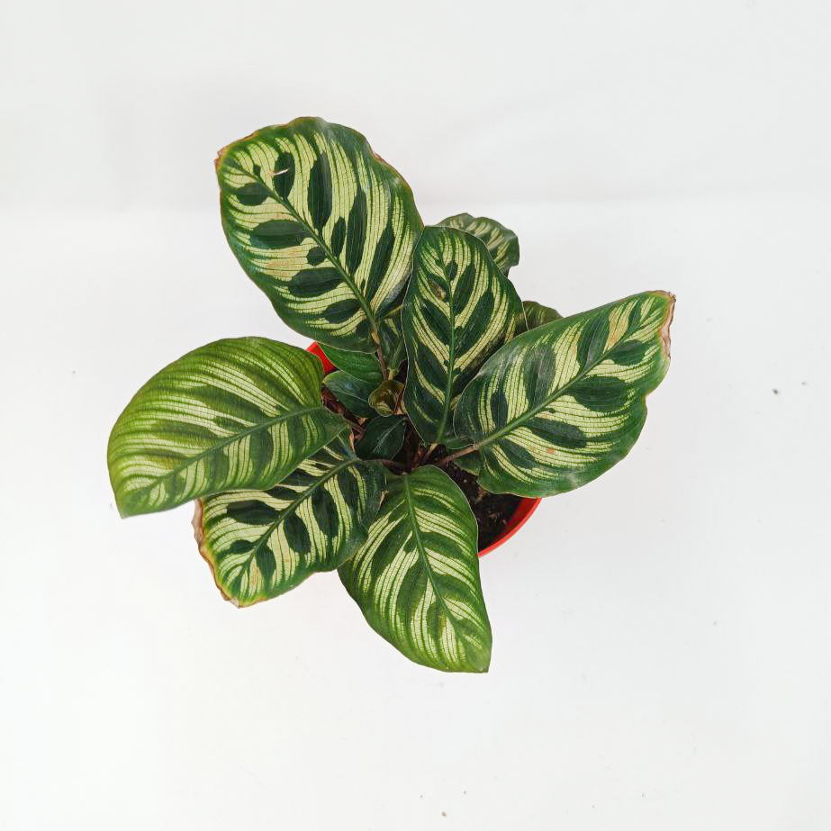 Calathea Makoyana