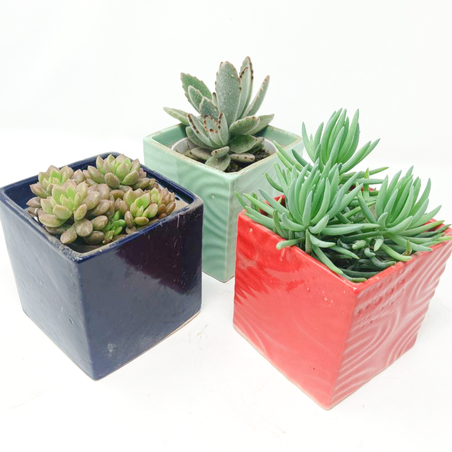3 Succulent Plants with Ceramic Pots Set-4