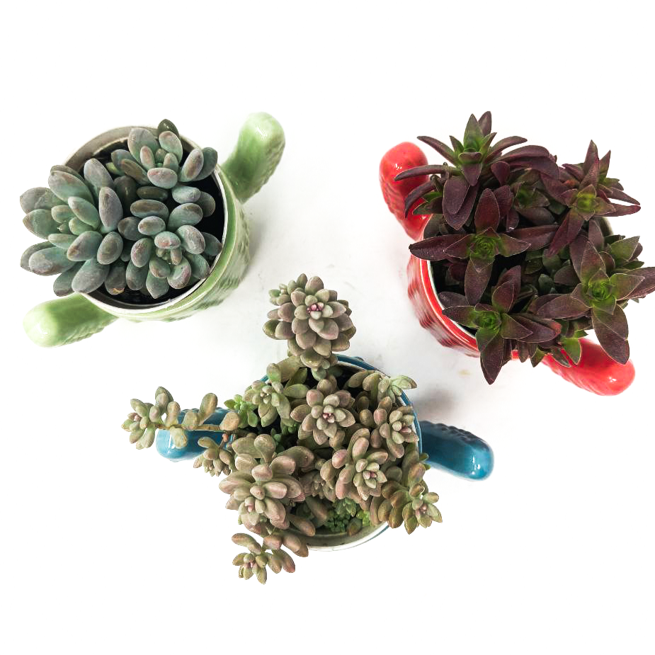 3 Succulent Plants with Ceramic Pots Set2