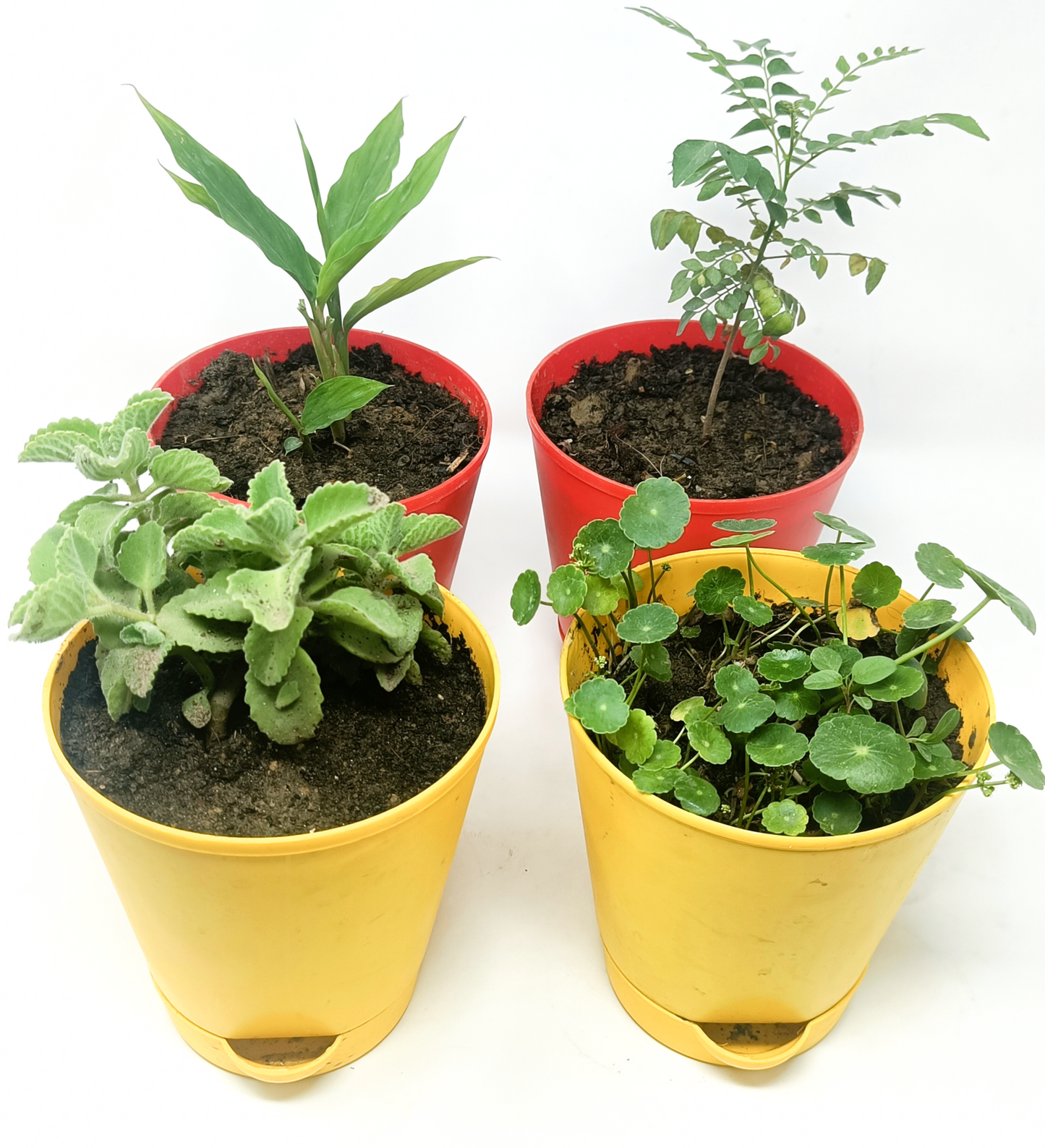 4 Medicinal plant set1