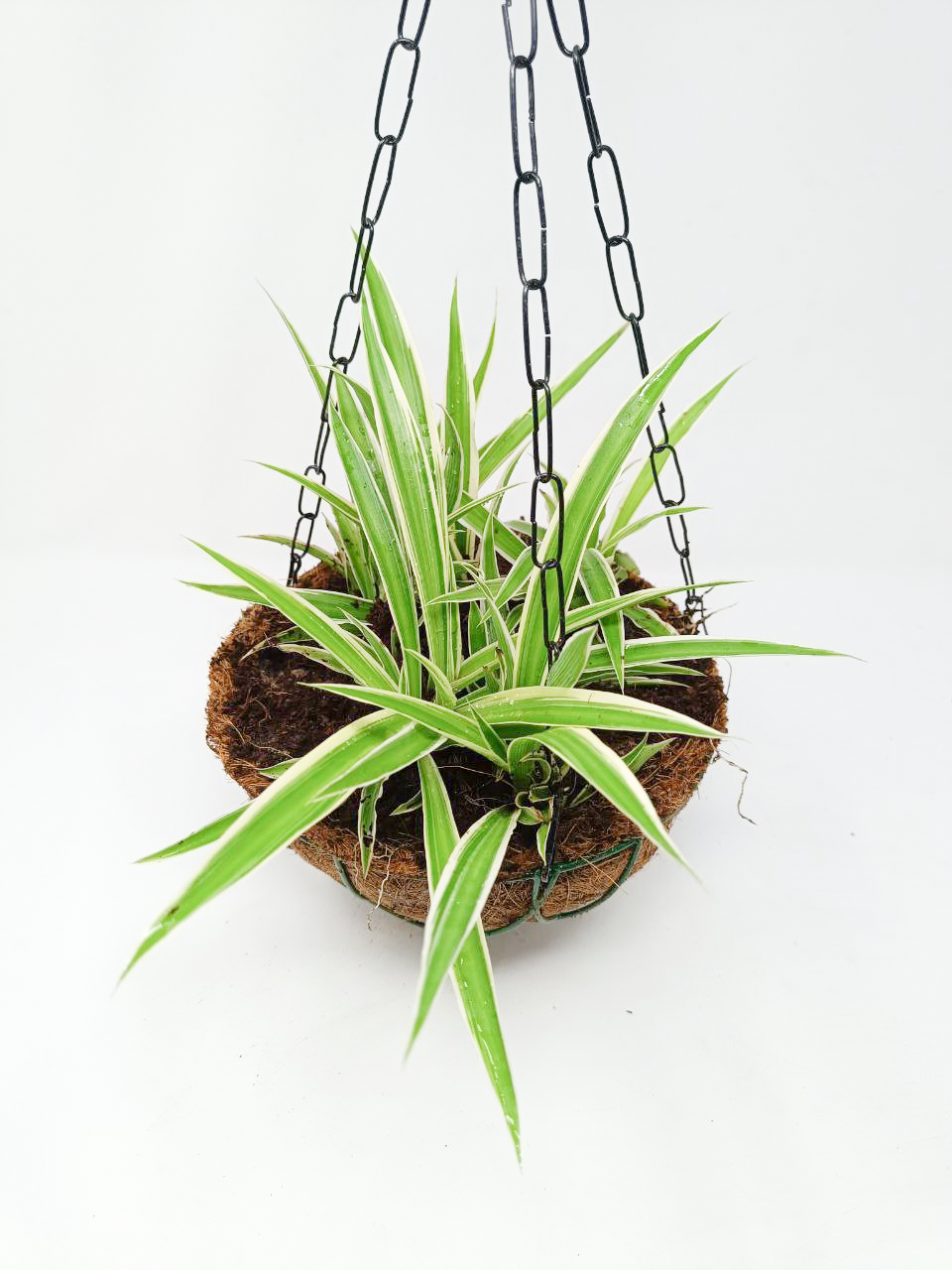 Chlorophytum, Spider Plant- Hanging Basket