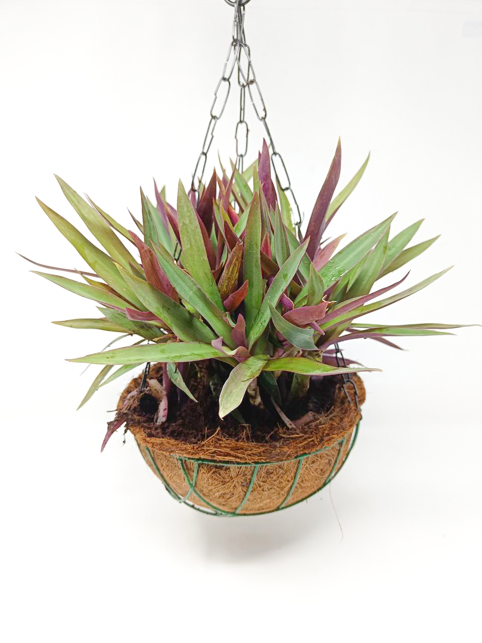 Rhoeo Plant + Hanging Basket