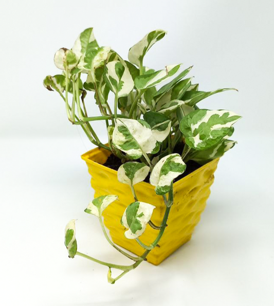 Money Plant variegated