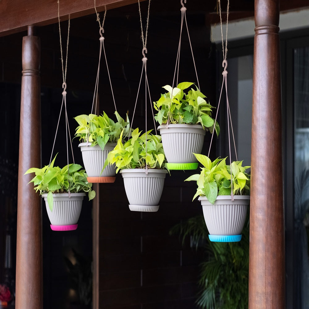 मनी प्लांट + प्लेट बास्केट