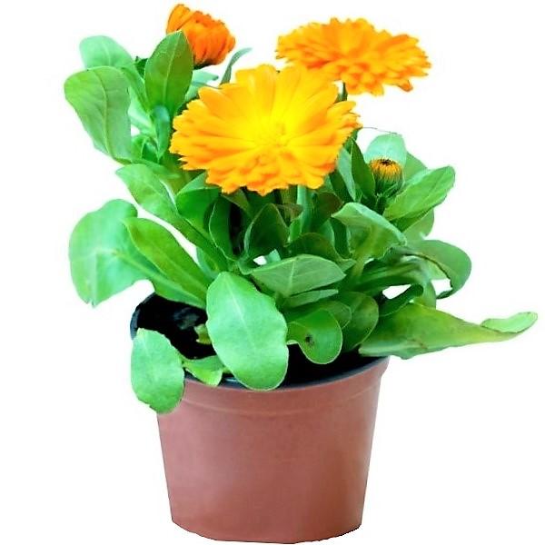 calendula