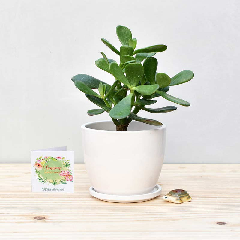 Crassula in white ceramic pot
