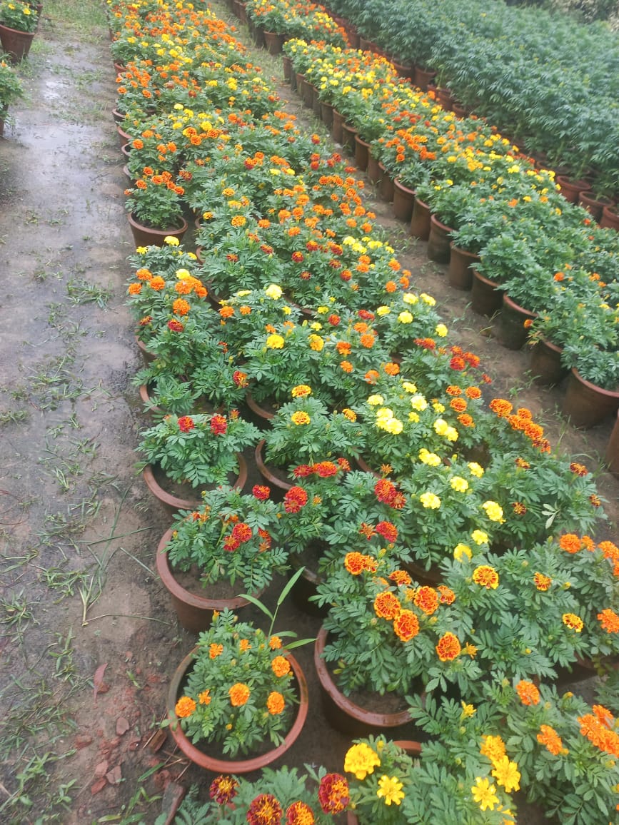 Marigold Orange ( in 6' clay pot)