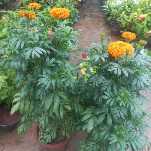 Marigold Orange ( in 6' clay pot)