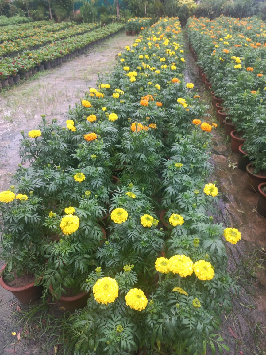 Marigold Yellow ( in 6' clay pot)