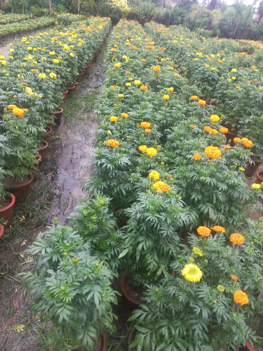 Marigold Yellow ( in 6' clay pot)