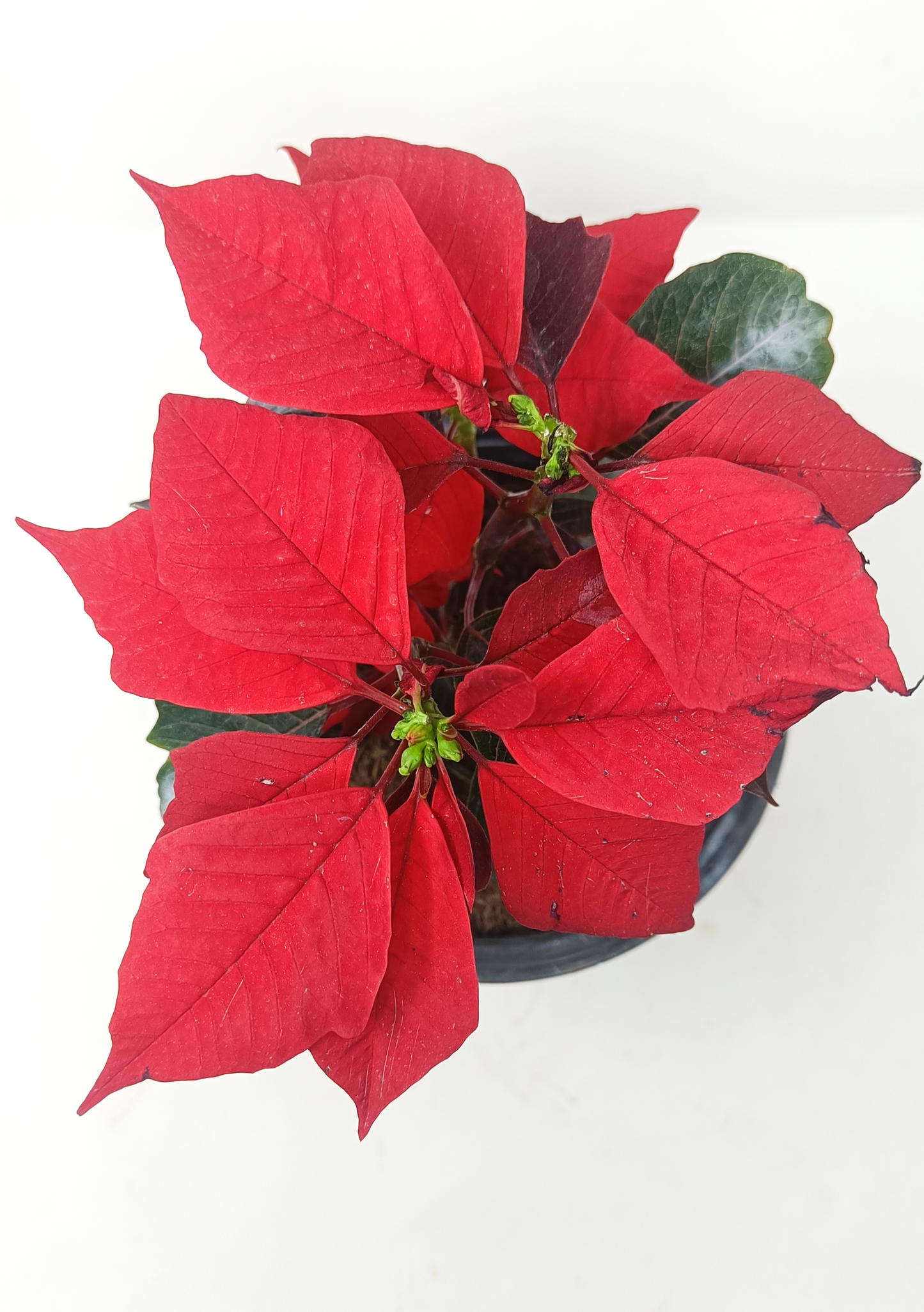 Poinsettia