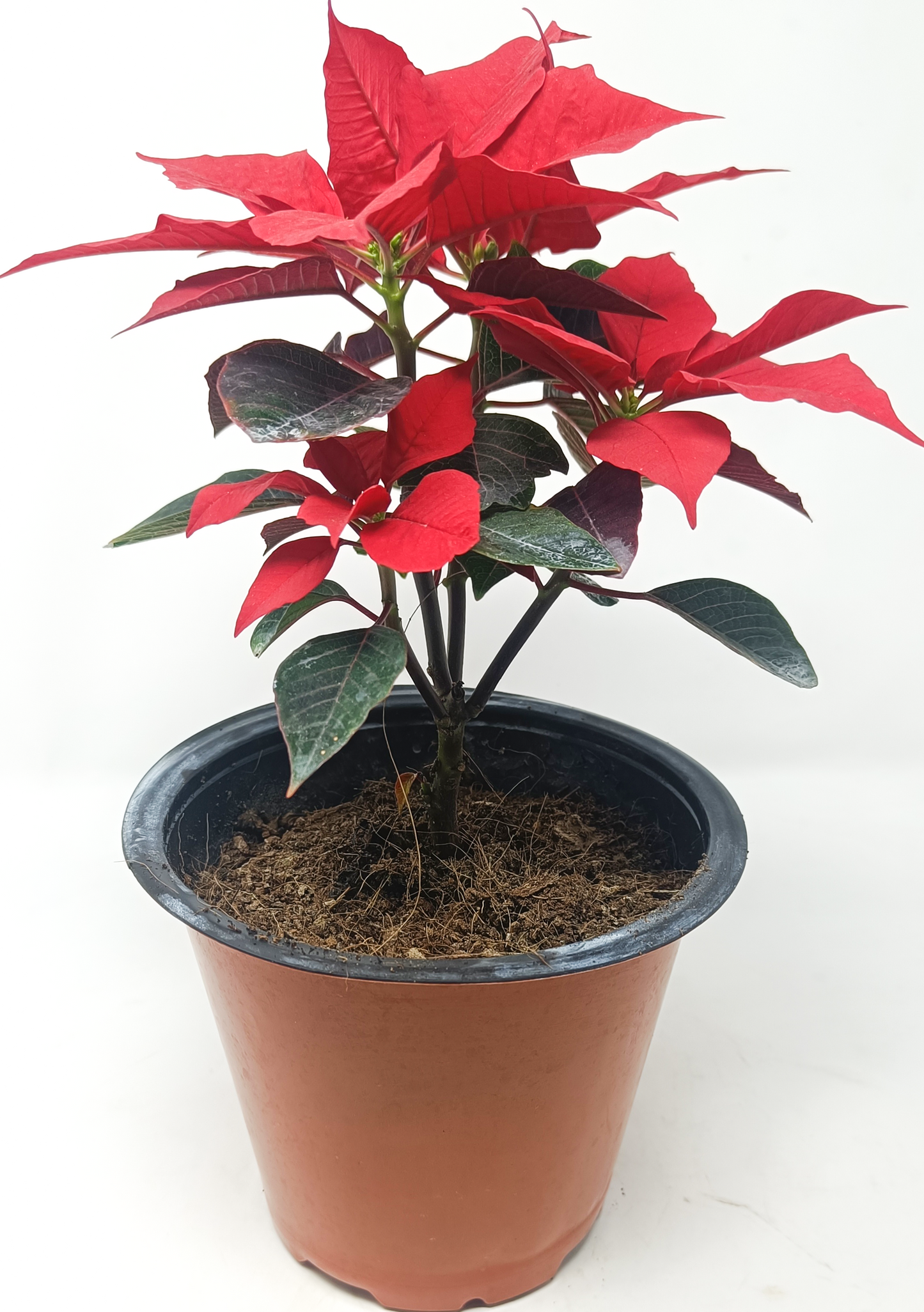 Poinsettia