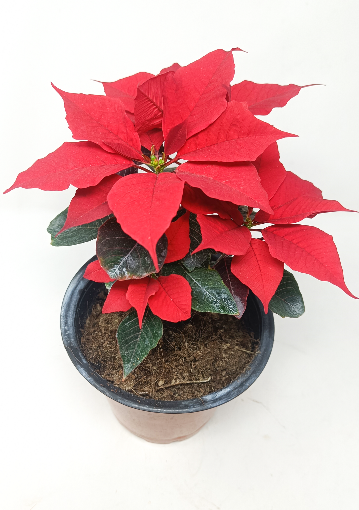 Poinsettia