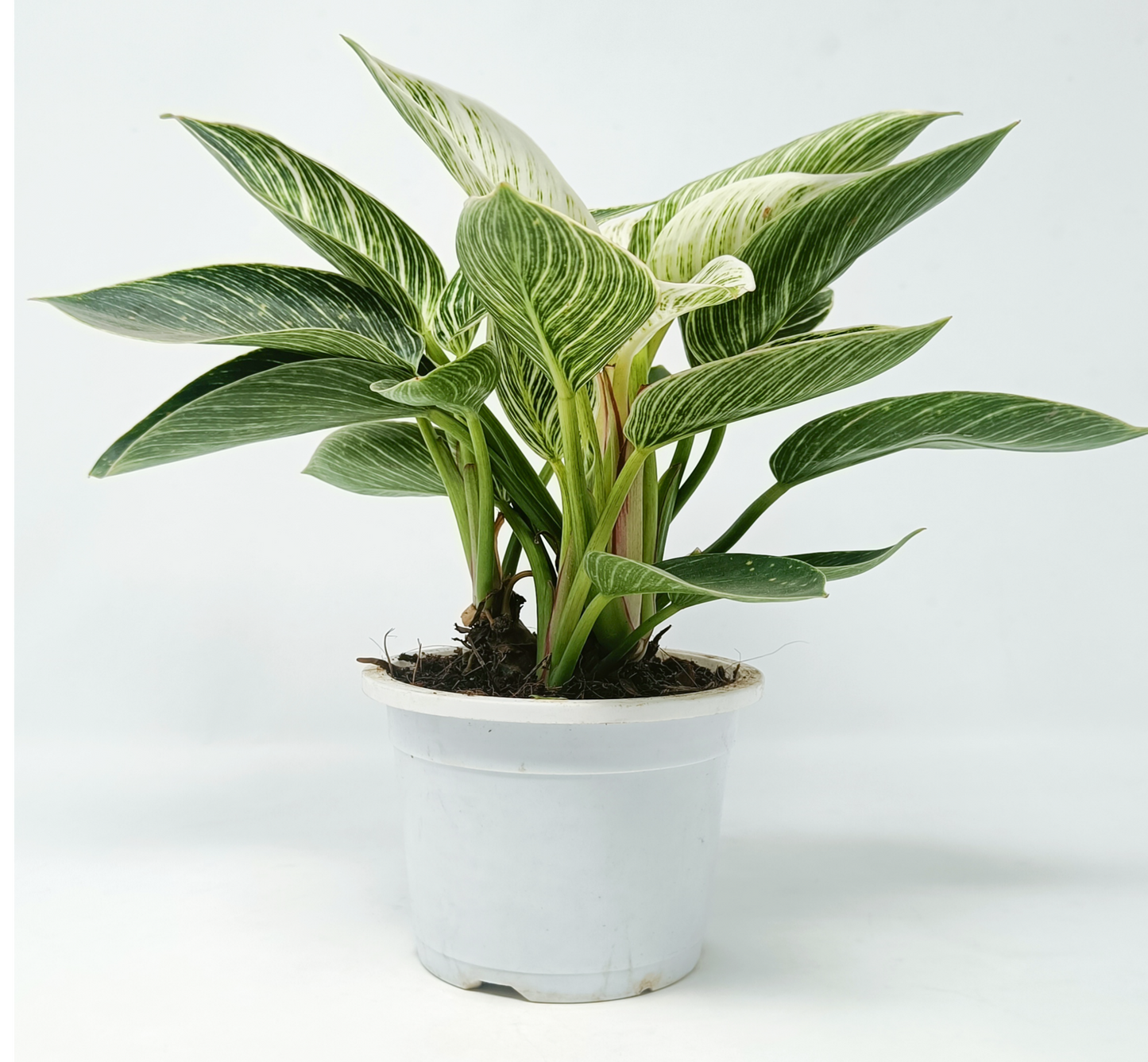 Philodendron birkin