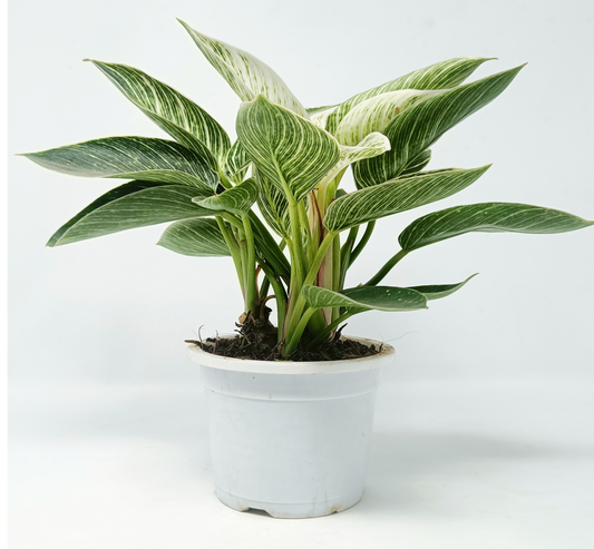 Philodendron birkin