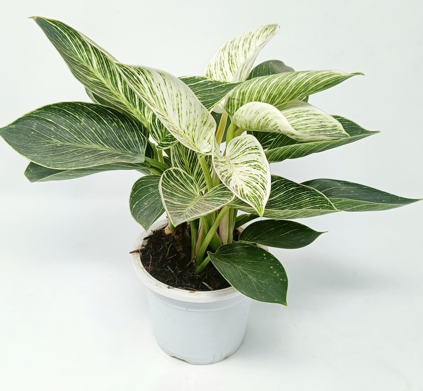 Philodendron birkin