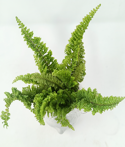 Fern in ceramic buddha