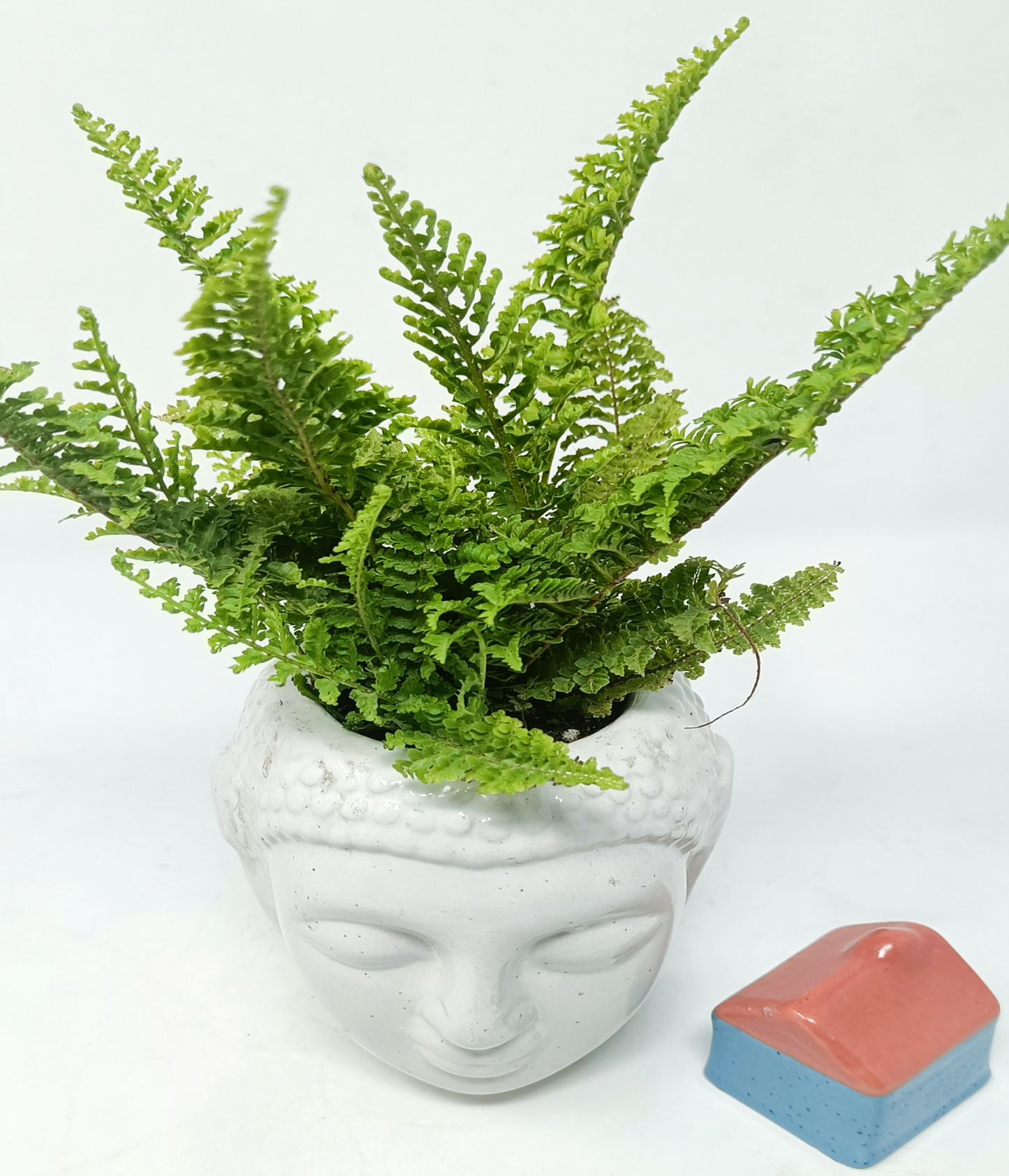 Fern in ceramic buddha