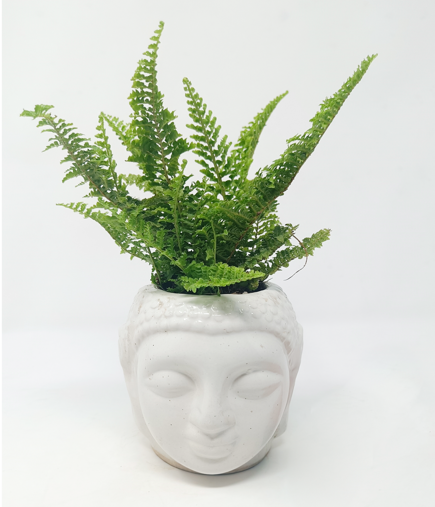 Fern in ceramic buddha