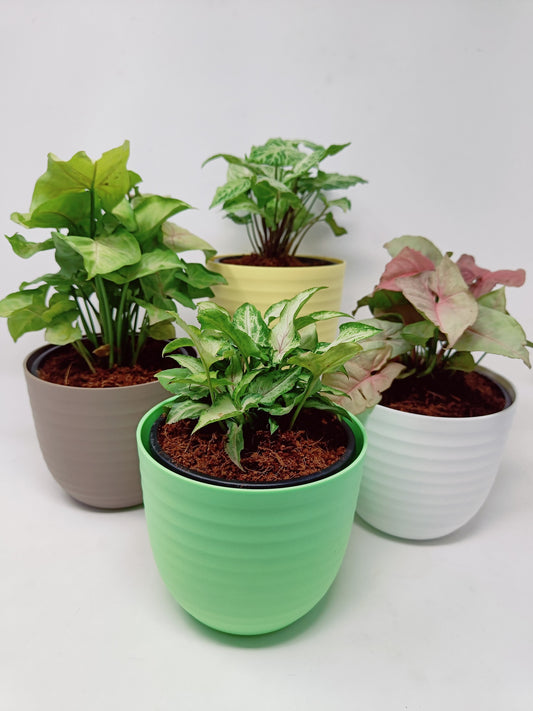 Syngonium (Set of 4)