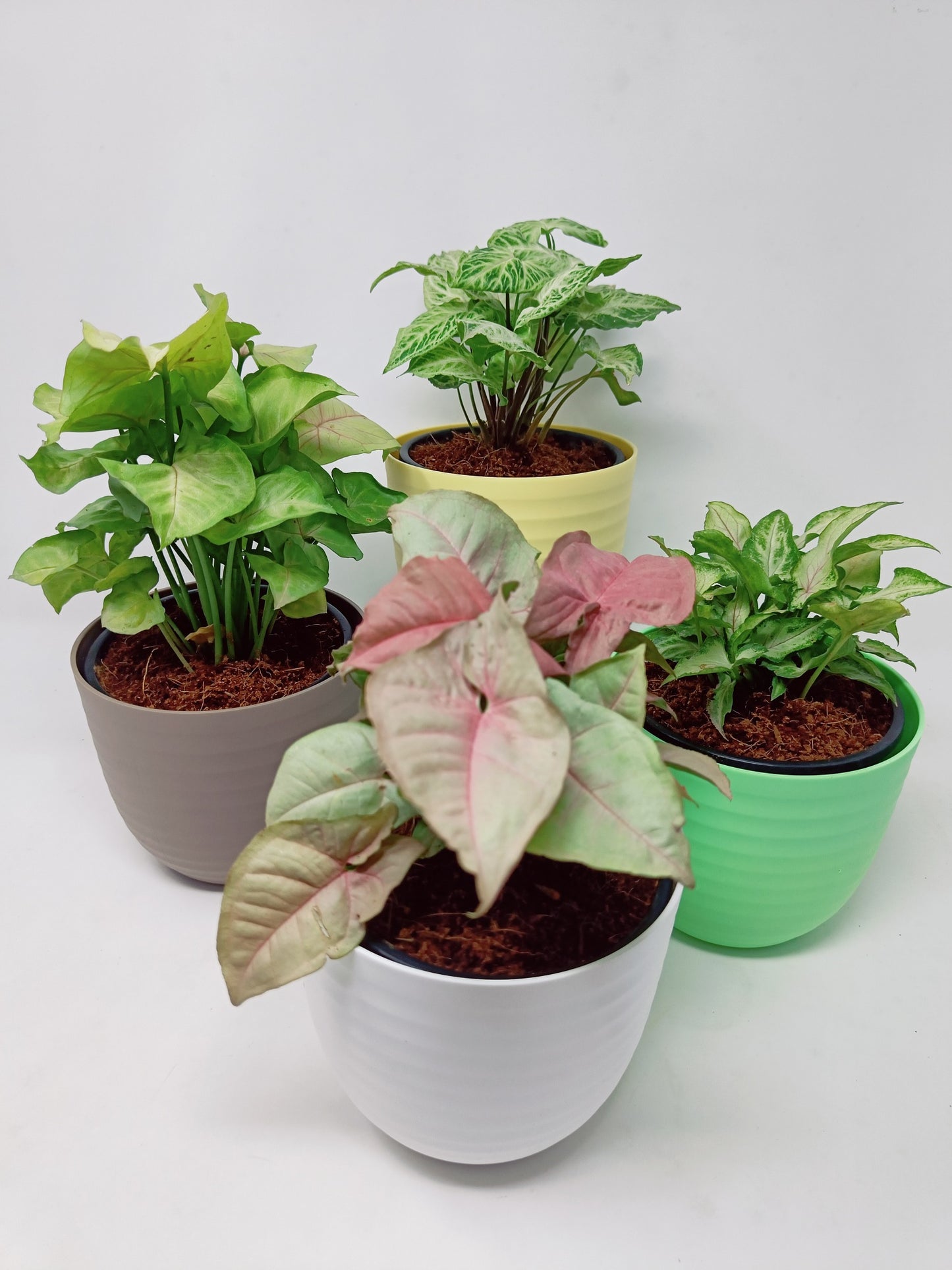 Syngonium (Set of 4)