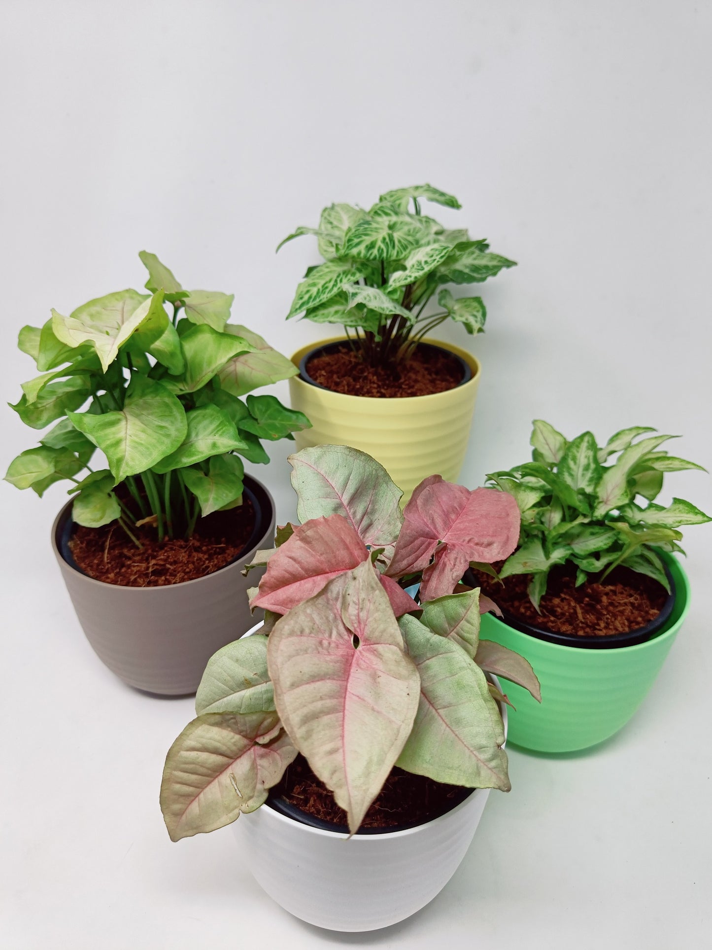 Syngonium (Set of 4)