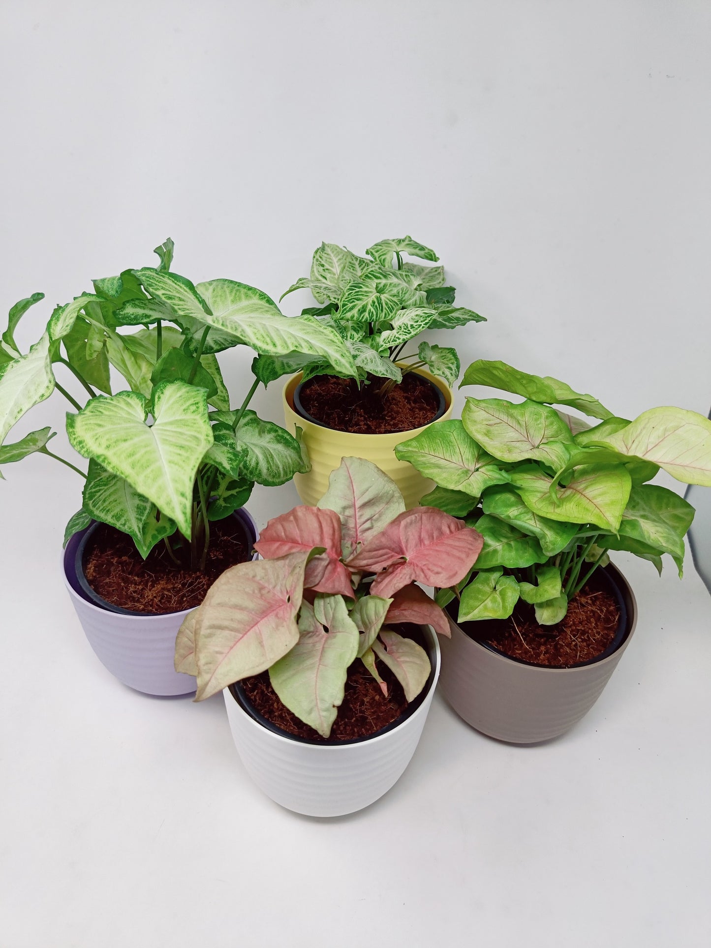 Syngonium (Set of 4)