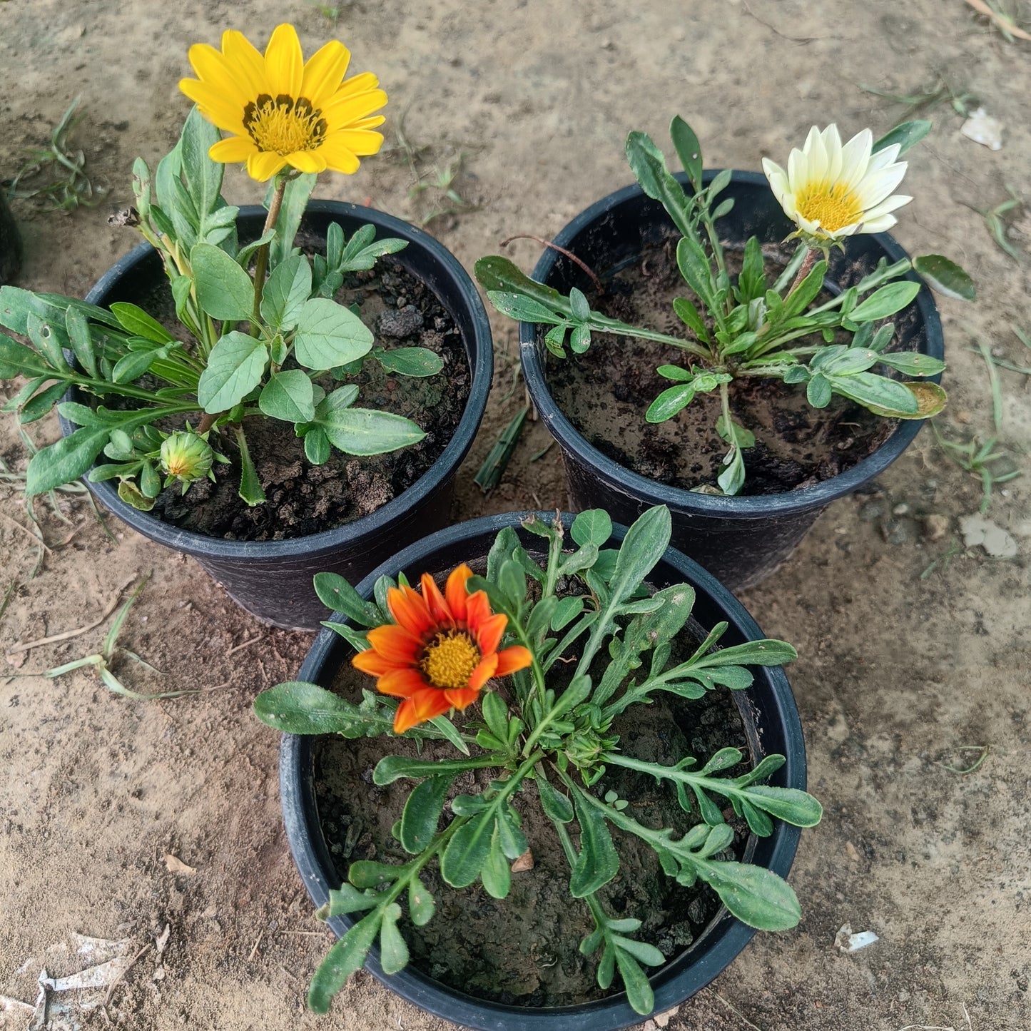 3 Gazania (any color) in one set
