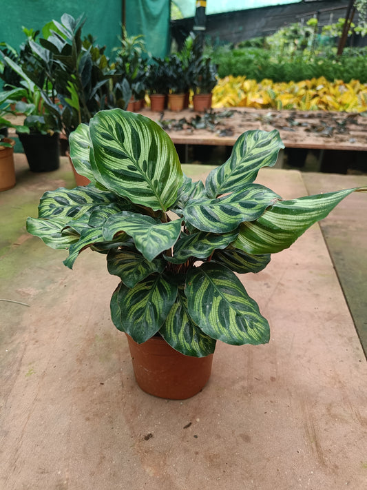Calathea Makoyana
