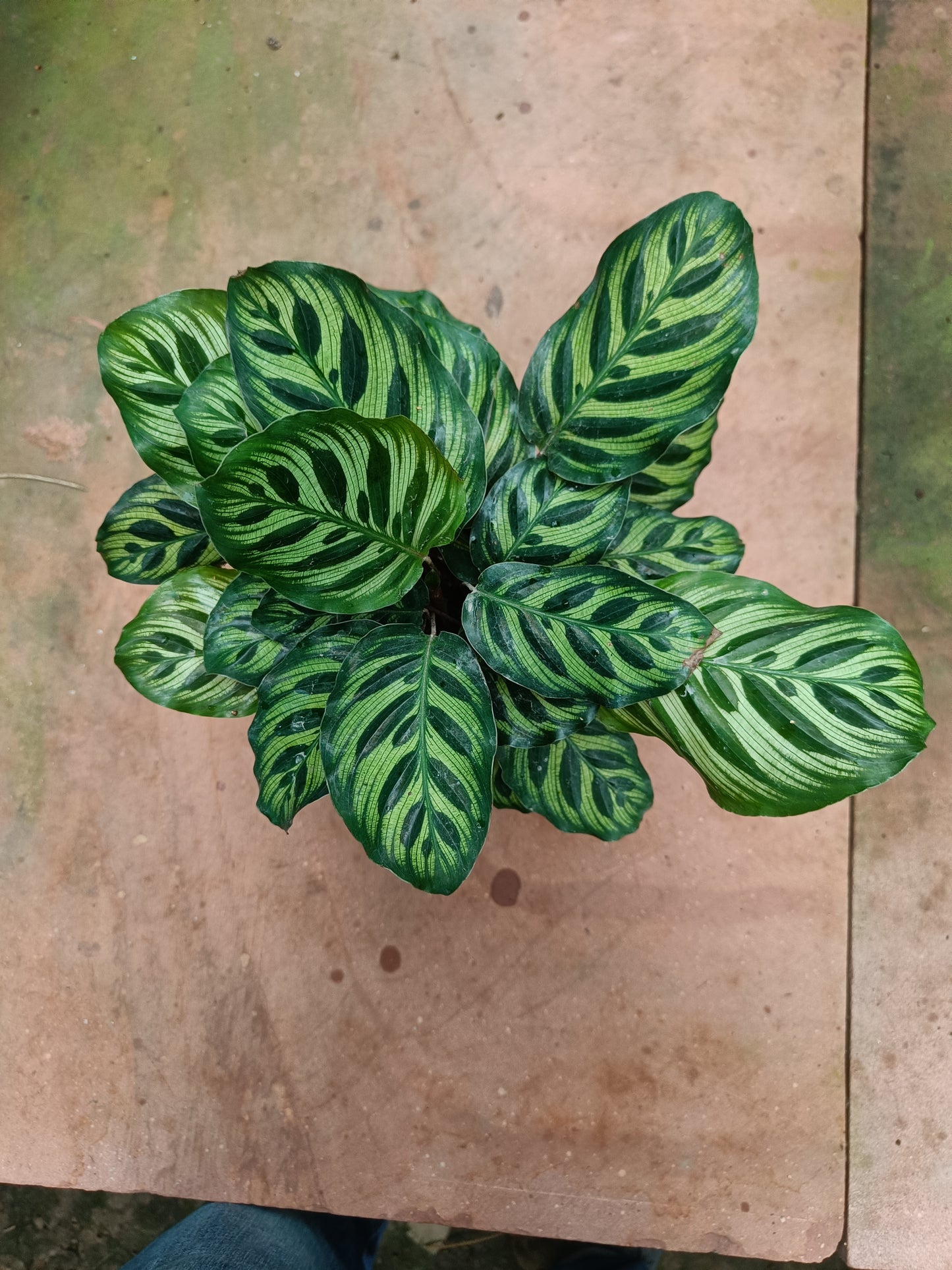 Calathea Makoyana