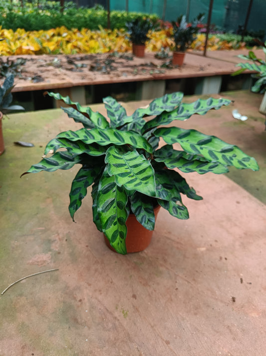 Calathea Rattlesnake in 4.5" pot