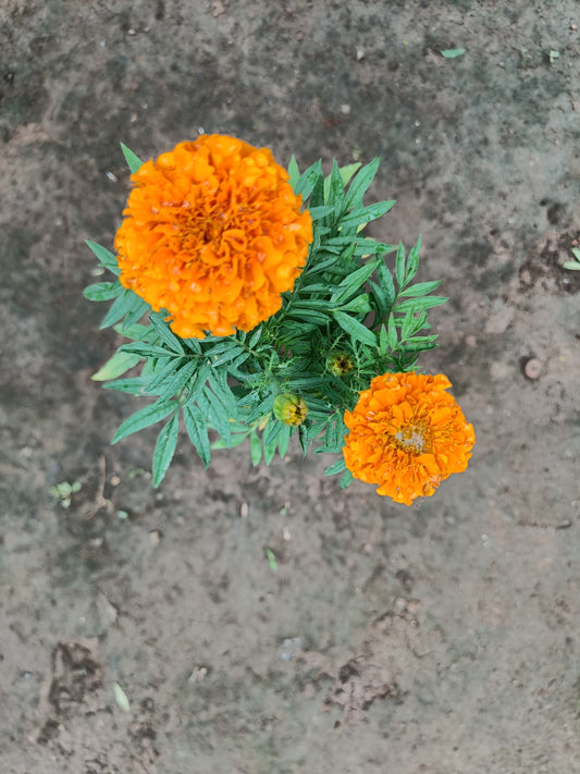 Marigold Orange ( in polybag )