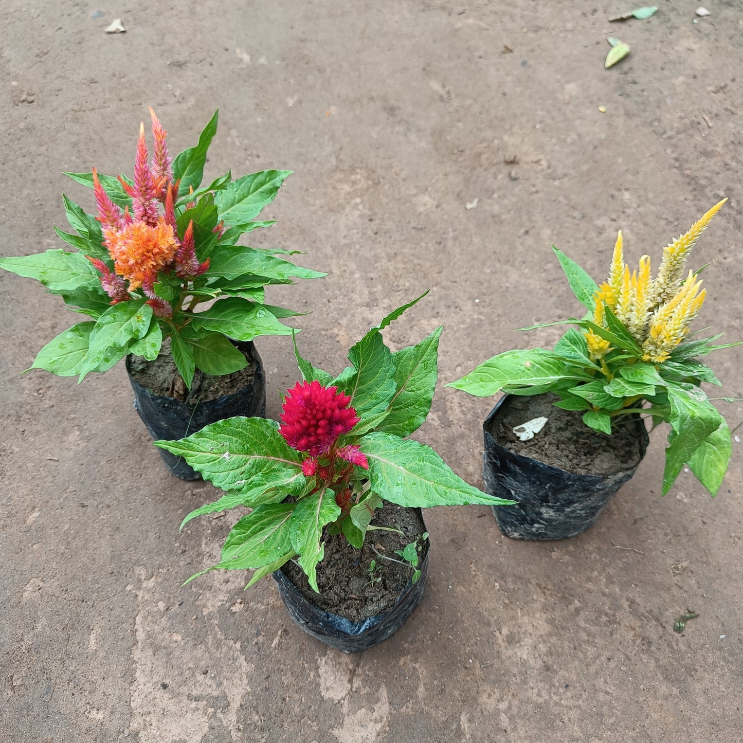 Cockscomb (3 set) flowering in polybag