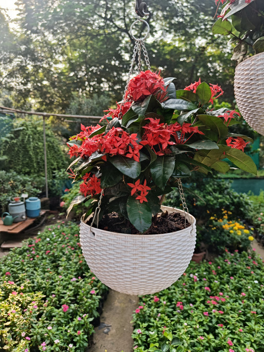 Ixora basket (Any Color)