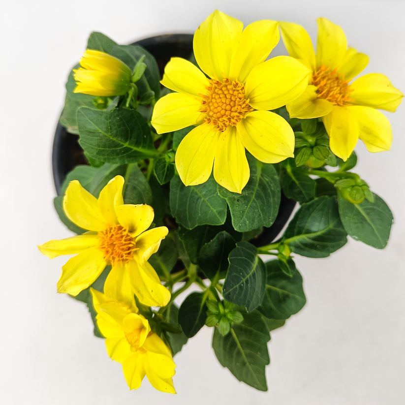 3 Dhalia single (any color) in one set