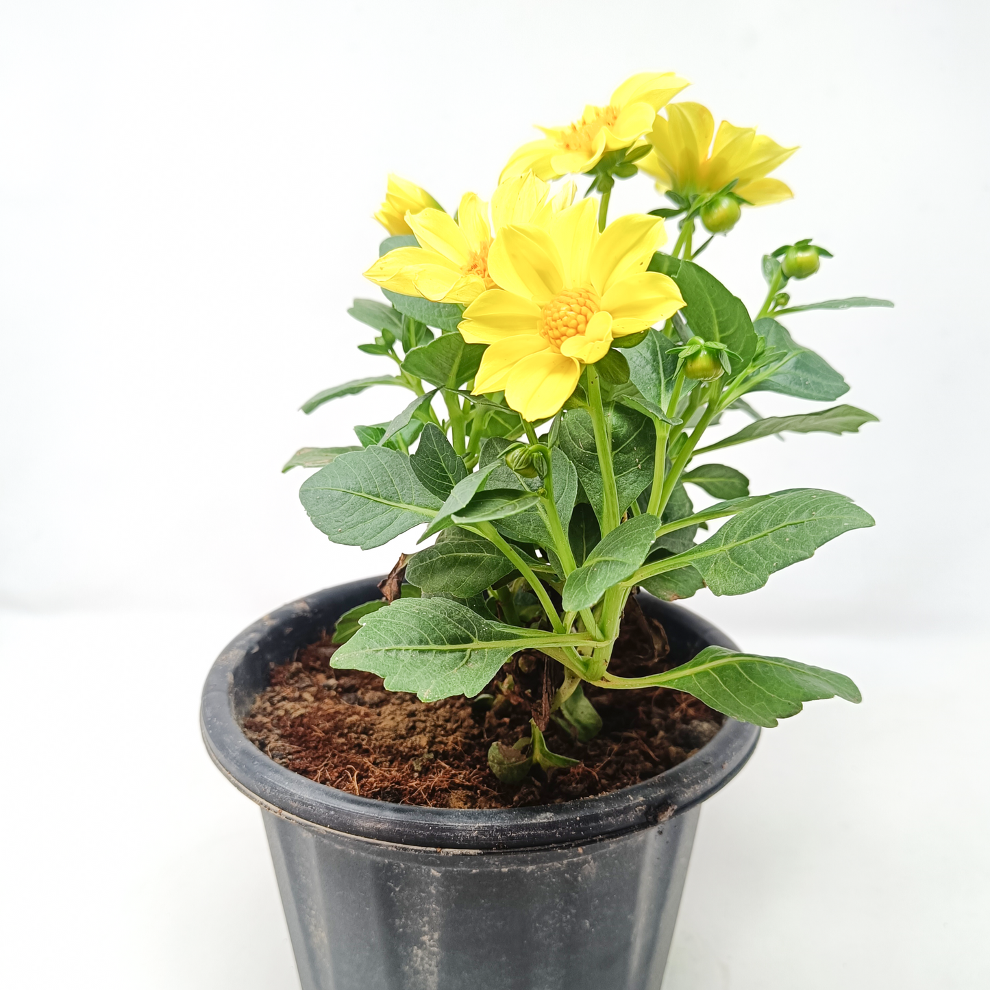 Dhalia