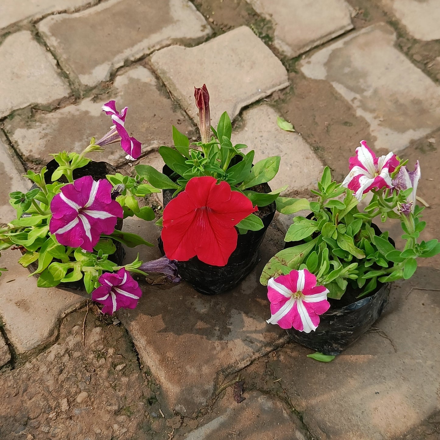 Petunia