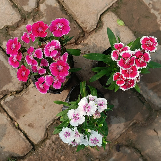 Dianthus