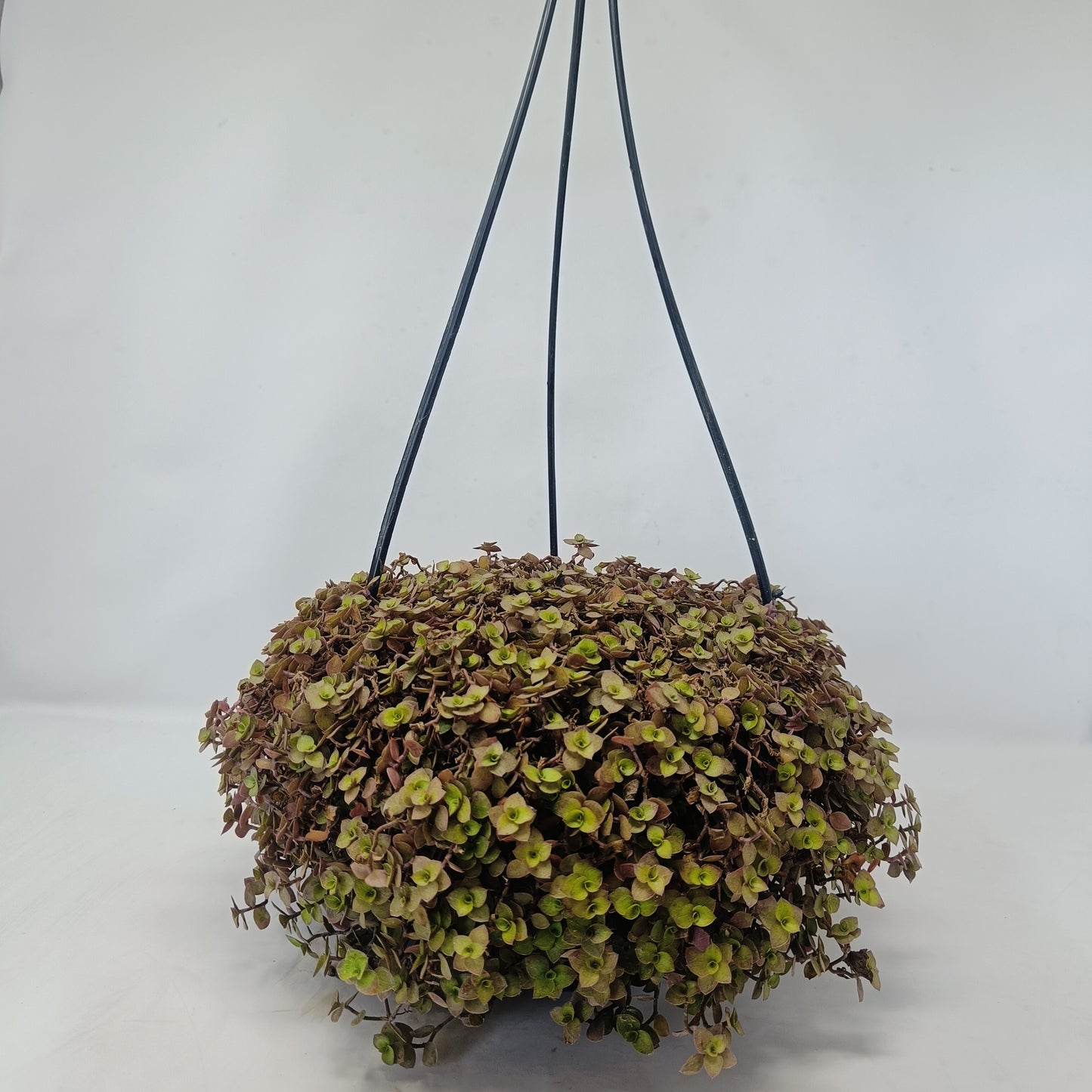 Callisia repens + Hanging Basket