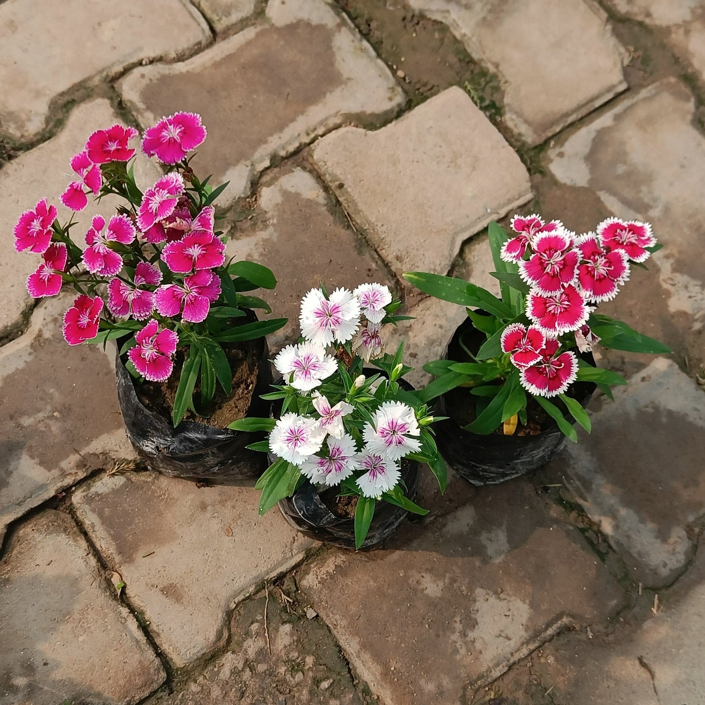 Dianthus