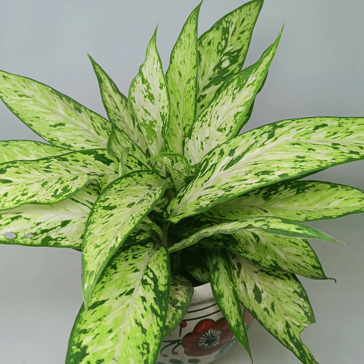 Aglaonema Chinese Evergreen in 10 inch ceramic pot