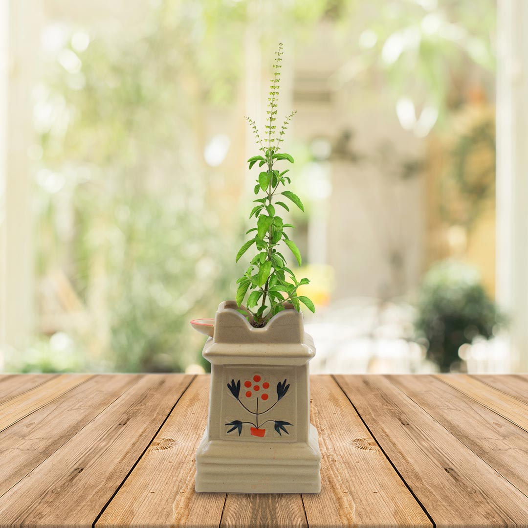 tulsi