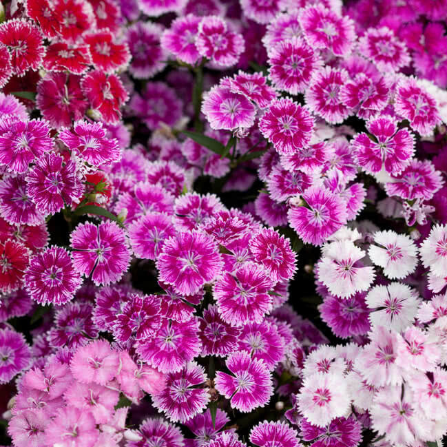 Dianthus flowering Plants (Set of 3)