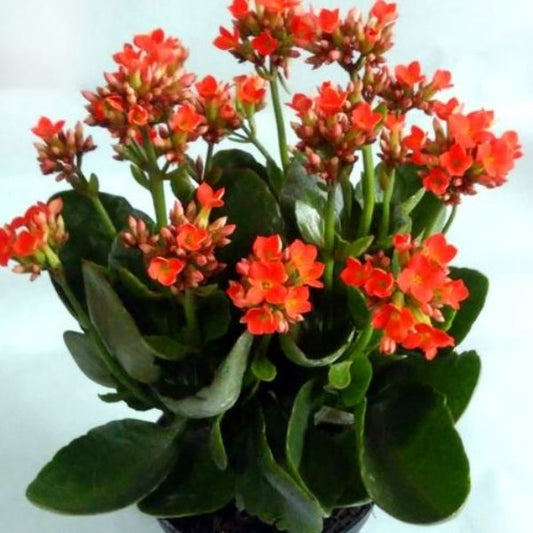 कलानचो संकर