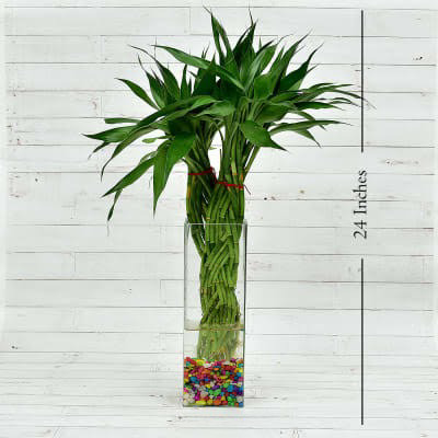 चोथी बांस + कांच का फूलदान