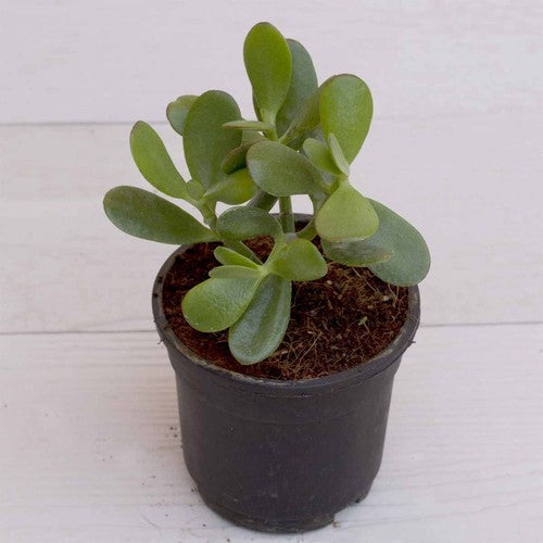 Crassula