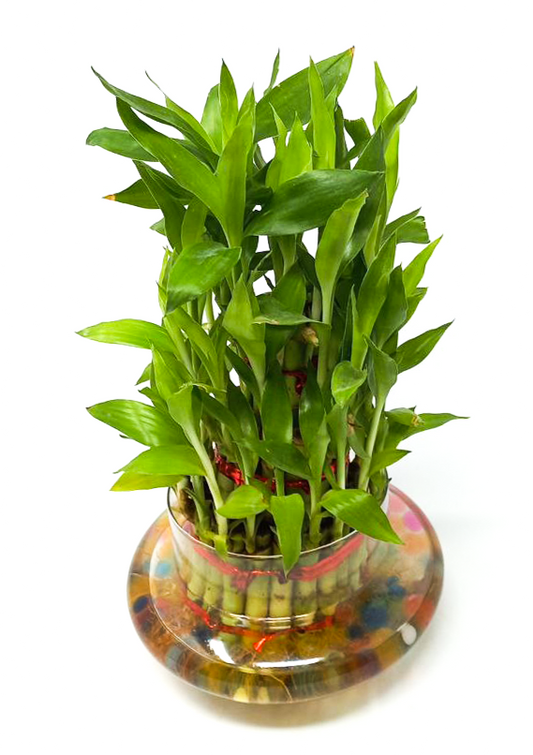 Three Layer Bamboo Good luck Terrarium