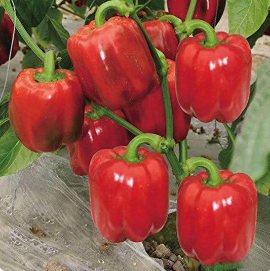 Seed- Capsicum red