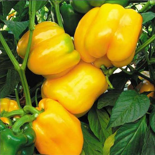 Seed- Capsicum yellow