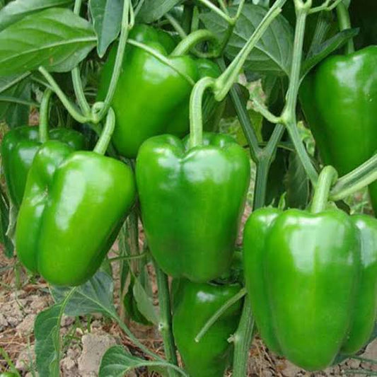 Seed- Capsicum green